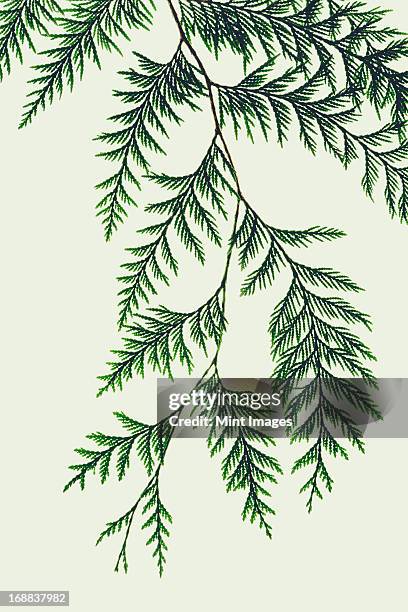 western red cedar tree branch with green linear shaped leaves against a white background. - cypress tree stockfoto's en -beelden