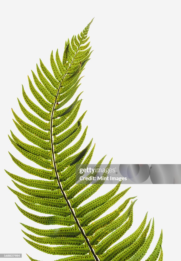 Western sword fern, a single leaf with leaves spaced evenly up the stem. Polystichum munitum.