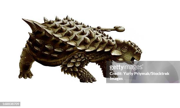 an armored saichania ankylosaurid, white background. - thyreophora stock-grafiken, -clipart, -cartoons und -symbole
