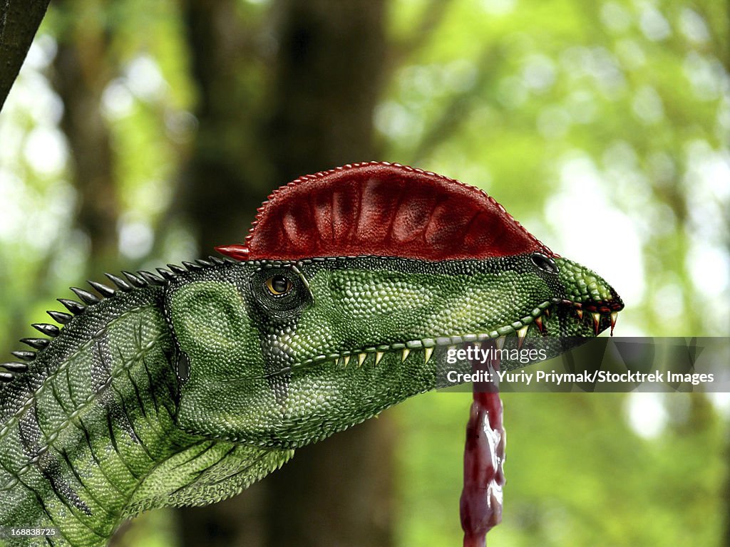 Dilophosaurus wetherilli with a piece of flesh hanging out of its mouth.
