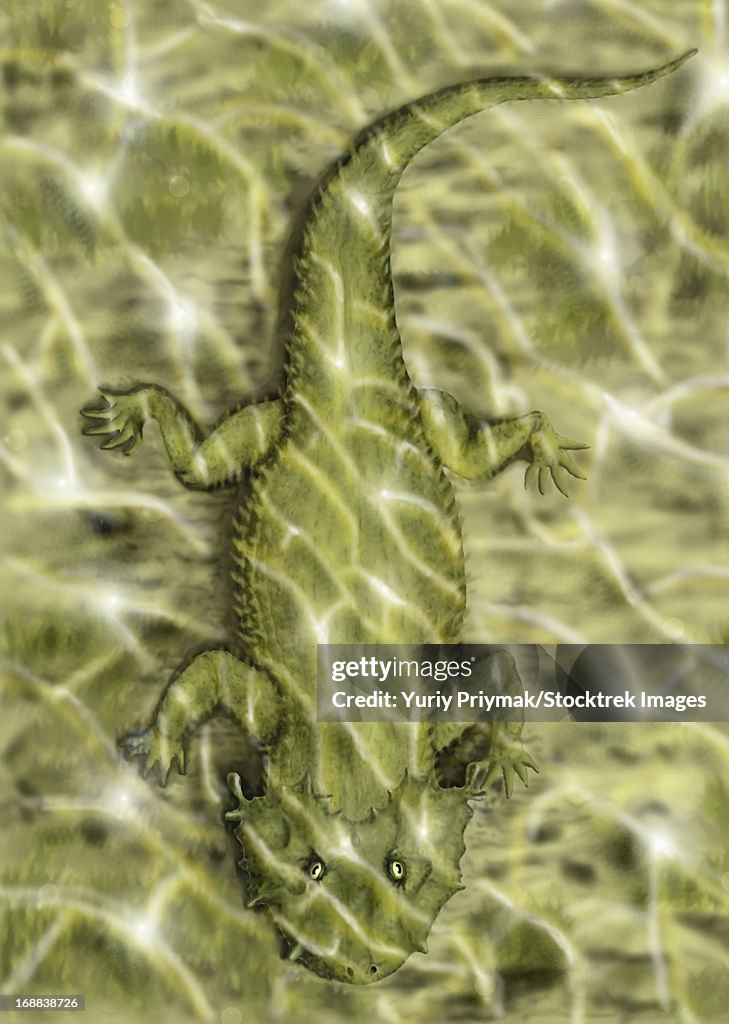 Lanthanosuchus, an extinct genus of parareptile from the Late Permian period.