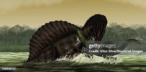 a spinosaurus catches a young stomatosuchus. - nahrungskette stock-grafiken, -clipart, -cartoons und -symbole