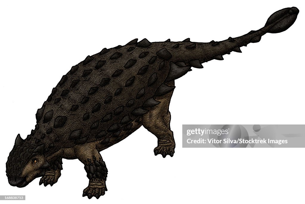 Saichania, a Mongolian ankylosaurid from the Late Cretaceous Period.