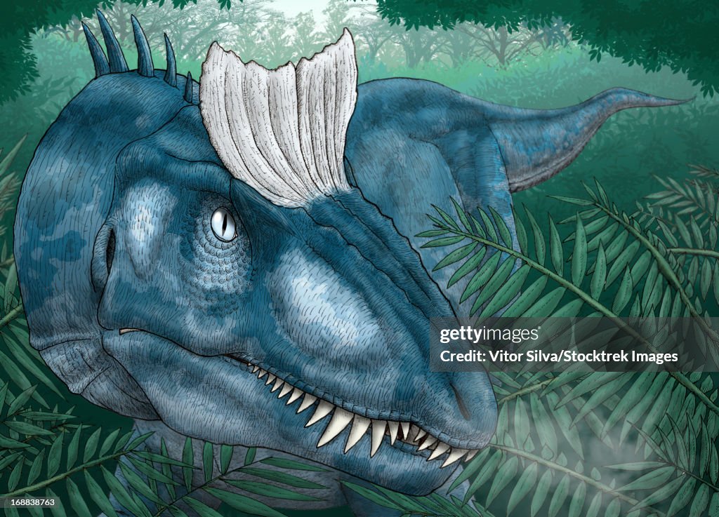 A Cryolophosaurus walking through the freezing forest of the Jurassic Antarctica.