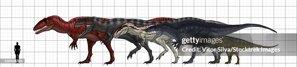 Carcharodontosauridae size chart.