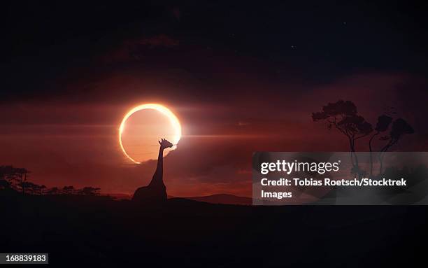 solar eclipse over africa. - eclipse stock illustrations