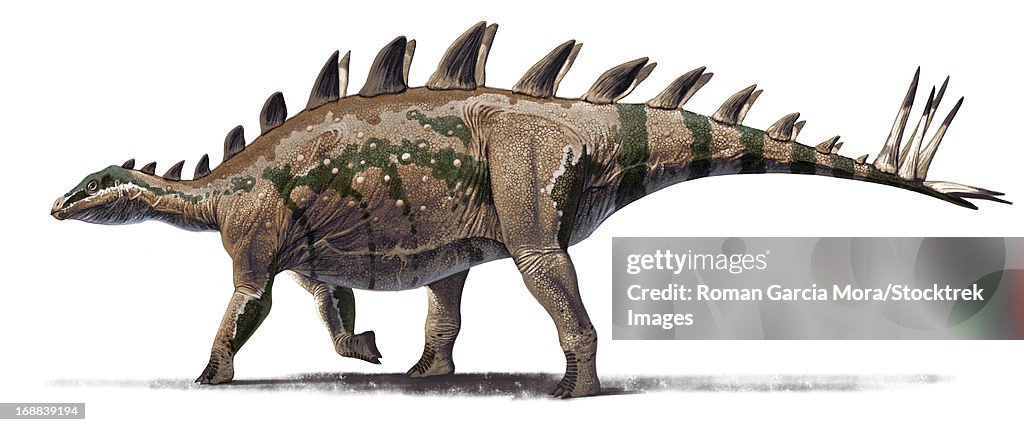 The basal stegosaurid Tuojiangosaurus multispinus, from Shishugou, China. Oxfordian, Late Jurassic.
