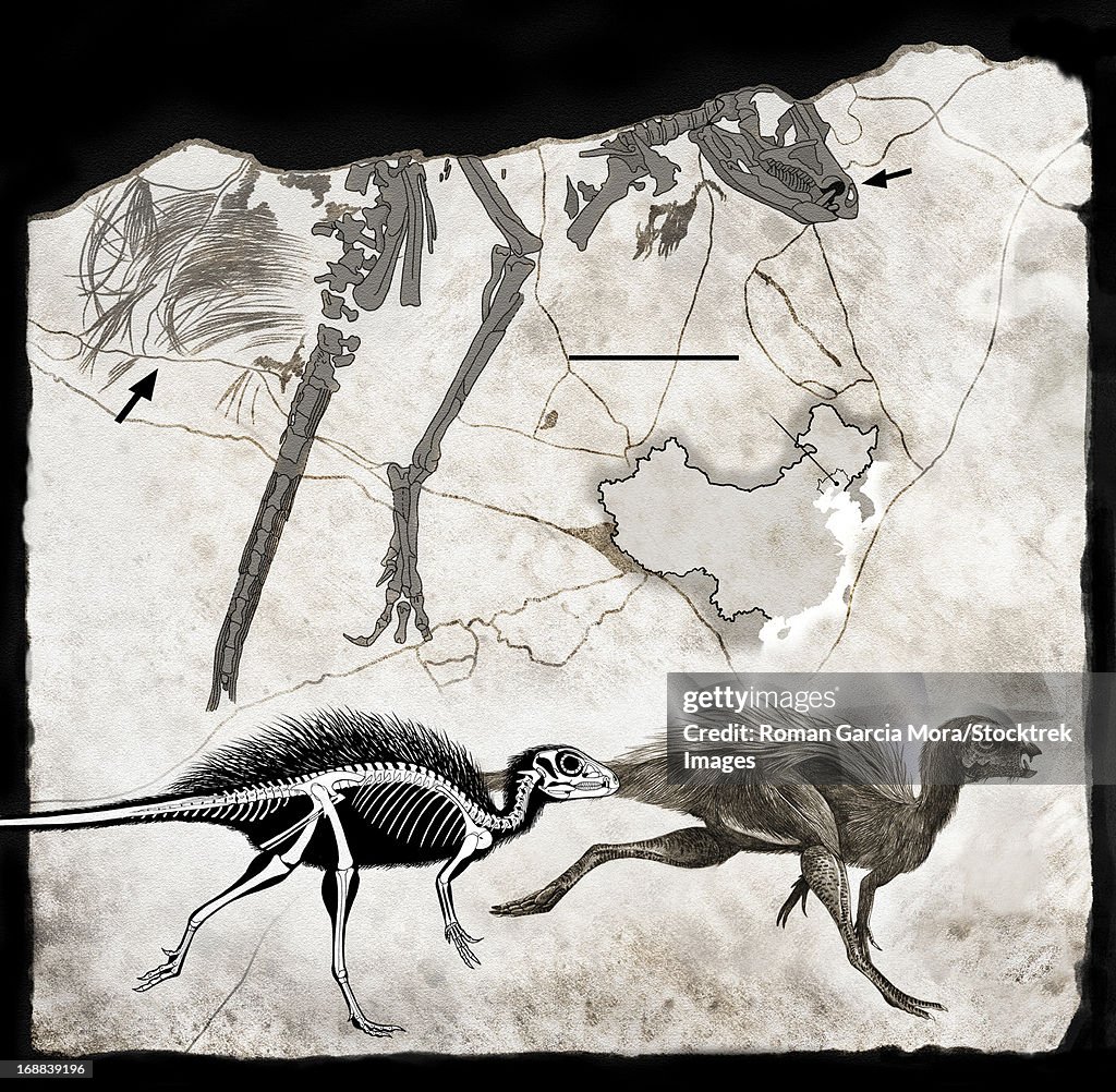 Fossil remains and skeletal reconstruction of Tianyulong confuciusi.