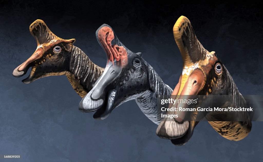 Nasal pasages of Lambeosaurus lambei, Campanian age of the Late Cretaceous.