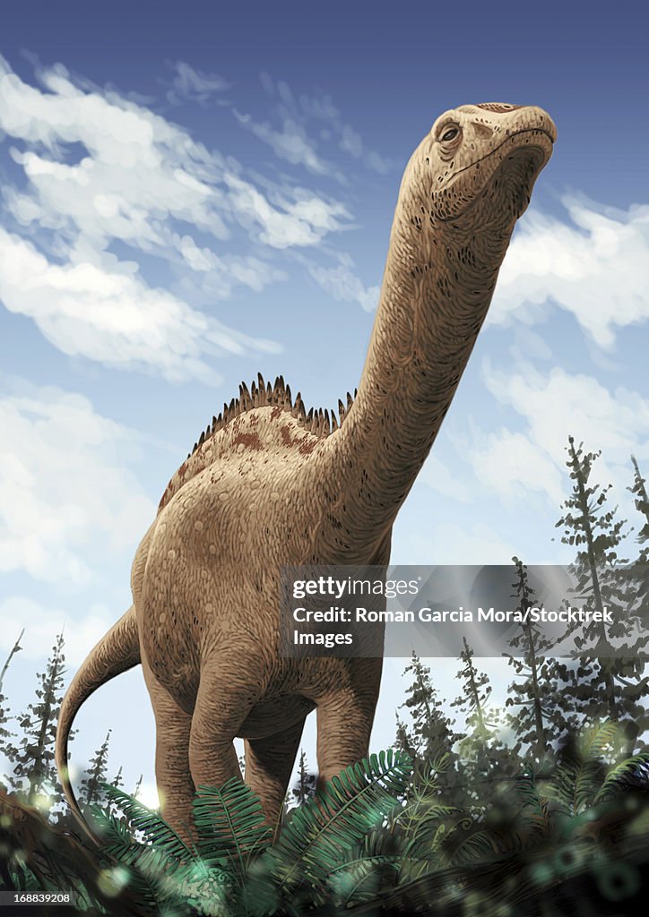 Demandasaurus darwini, a rebbachisaurid from the Burgos Province of Spain, showing the round-shaped lower jaw.