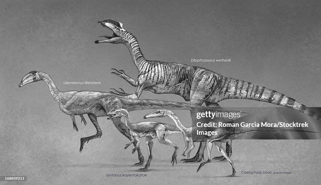Coelophysoid diversity from the Late Triassic to Early Jurassic Period.