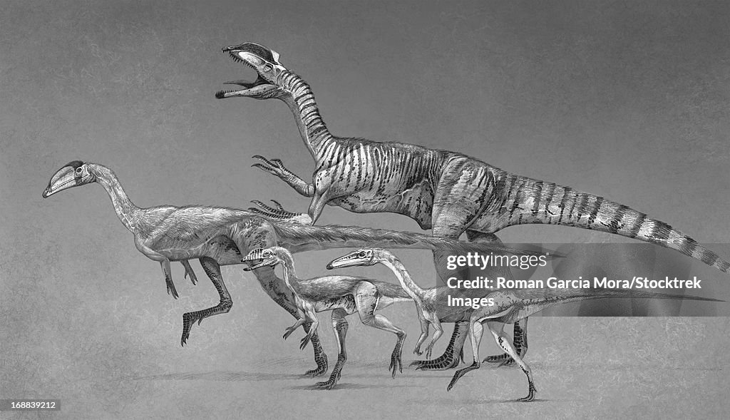 Coelophysoid diversity from the Late Triassic to Early Jurassic Period.