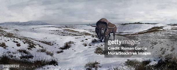 an old bison latifrons falls behind in a winter landscape during the north american pleistocene epoch. - eiszeit stock-grafiken, -clipart, -cartoons und -symbole
