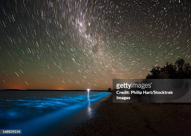 star trails and bioluminescence in the gippsland lakes, victoria, australia. - phosphorescence stock-fotos und bilder