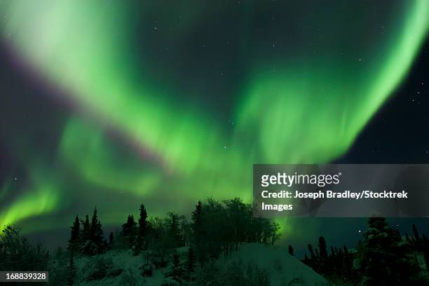 aurora borealis takes flight, whitehorse, yukon, canada. - whitehorse bildbanksfoton och bilder