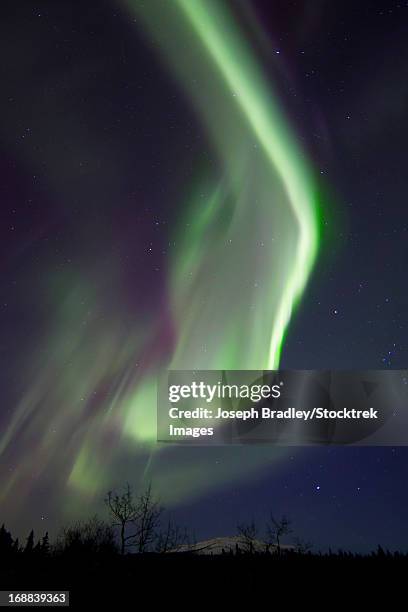 aurora borealis over fish lake with orion's belt, whitehorse, yukon, canada. - whitehorse bildbanksfoton och bilder