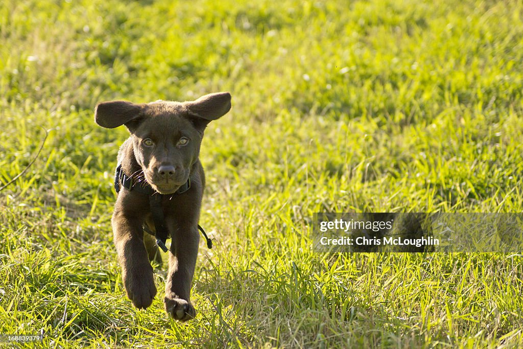 Bob the Chocolate Labrador Puppy