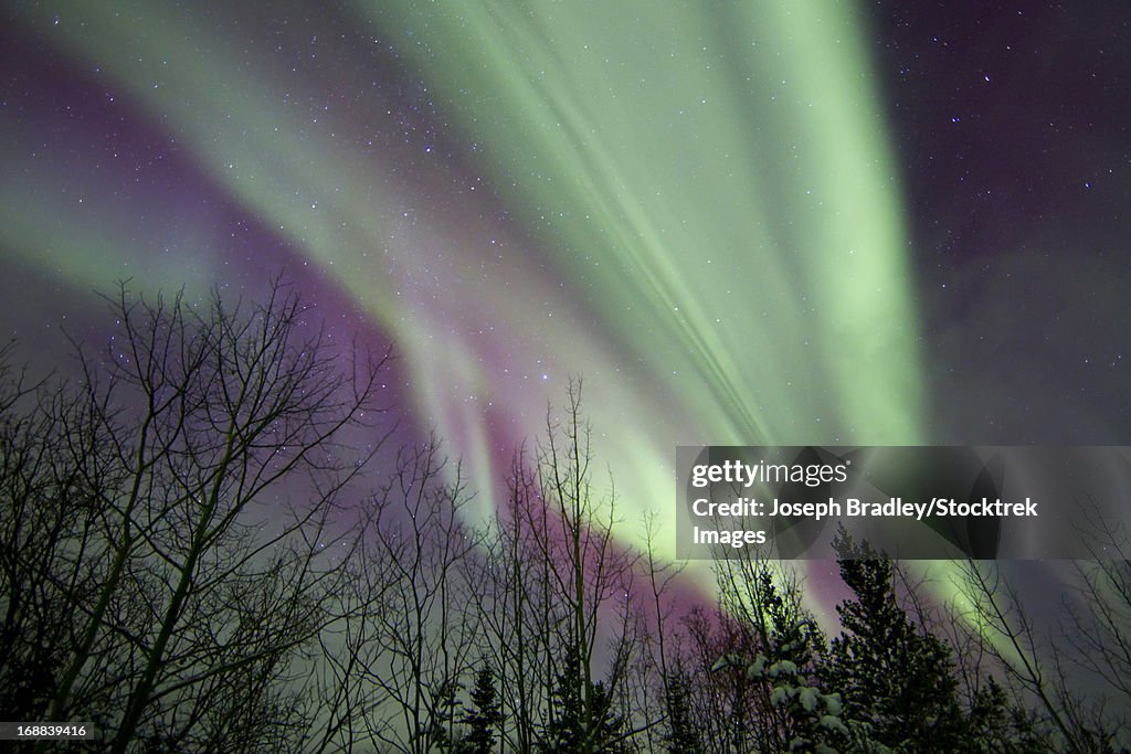 Aurora Borealis with trees, Whitehorse, Yukon, Canada.