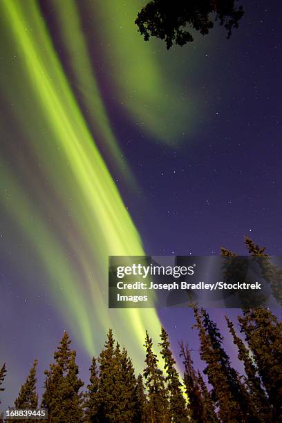 aurora borealis with trees, whitehorse, yukon, canada. - whitehorse imagens e fotografias de stock