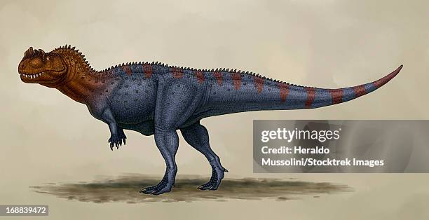 ilustrações de stock, clip art, desenhos animados e ícones de ceratosaurus dentisulcatus, a theropod from the jurassic period. - tail