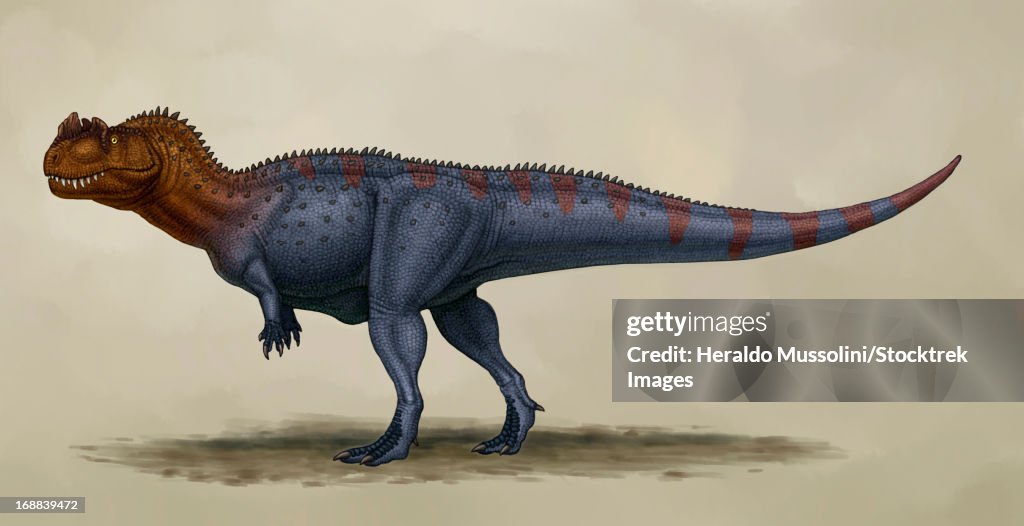 Ceratosaurus dentisulcatus, a theropod from the Jurassic period.