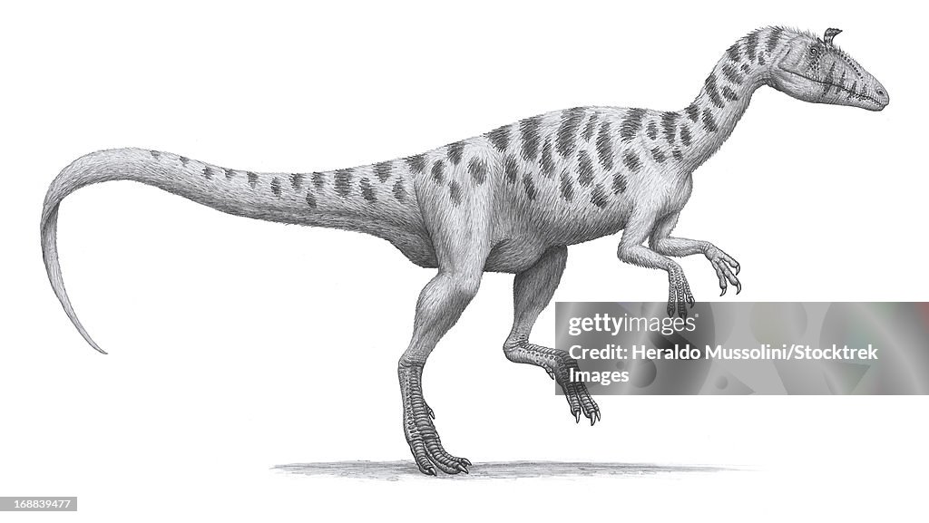 Cryolophosaurus elliotti, a large theropod dinosaur.