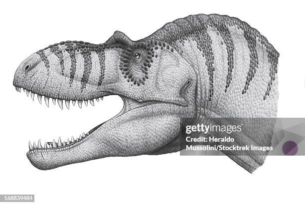 Albertosaurus Sarcophagus A Genus Of Tyrannosaurid Theropod Dinosaur During The Late Cretaceous Period, ストックフォト