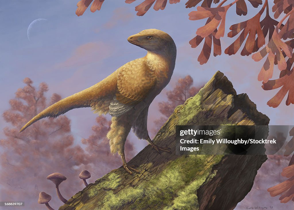 Eosinopteryx brevipenna perched on a tree branch.