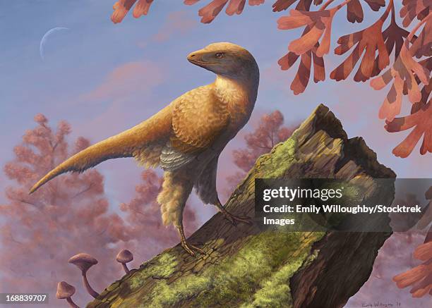 eosinopteryx brevipenna perched on a tree branch. - talon stock illustrations