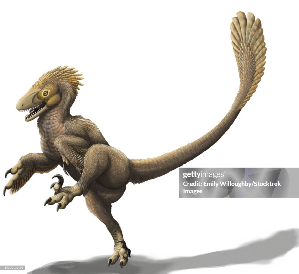 Balaur bondoc, a strange Romanian dromaeosaur, has two sickle claws and only two fingers on its hands.