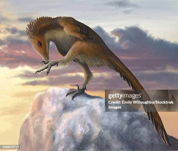 stockillustraties, clipart, cartoons en iconen met talos sampsoni is a small troodontid whose fossil was found with a once-broken and healed over toe. - licking
