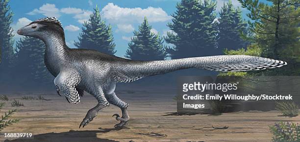 a mid-sized cretaceous china deinonychosaur. - deinonychus stock illustrations