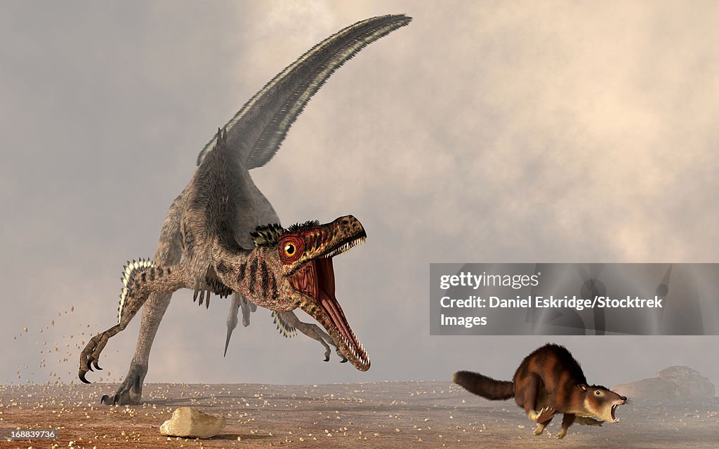 A velociraptor chasing a rat sized mammal.