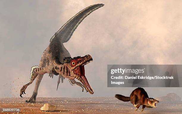 a velociraptor chasing a rat sized mammal. - cretaceous stock illustrations