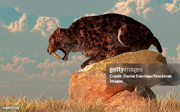 a smilodon sits on a rock surrounded by golden fall fields. - hair close up stock illustrations