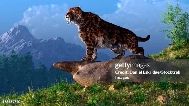 illustrations, cliparts, dessins animés et icônes de smolodon on a mountainside. - ère cénozoïque