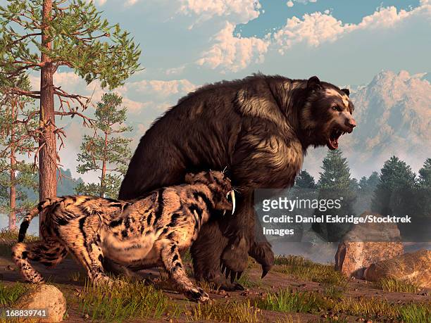 a saber-toothed cat tries to drive a short-faced bear out of its territory. the bear is annoyed and roars back in retaliation. - aggression stock-grafiken, -clipart, -cartoons und -symbole
