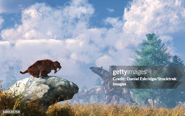 a eusmilus watches a herd of paraceratherium. - säbelzahnkatzen und scheinsäbelzahnkatzen stock-grafiken, -clipart, -cartoons und -symbole