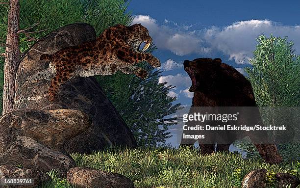 illustrazioni stock, clip art, cartoni animati e icone di tendenza di a saber-toothed cat leaps at a grizzly bear on a mountain path. - grizzly bear attack