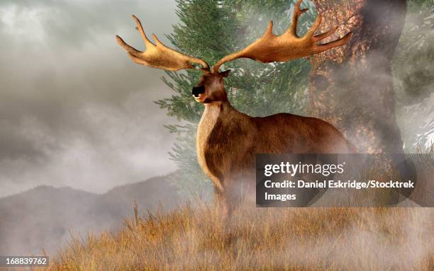 an irish elk stands in deep grass on a foggy hillside. - megaloceros stock illustrations