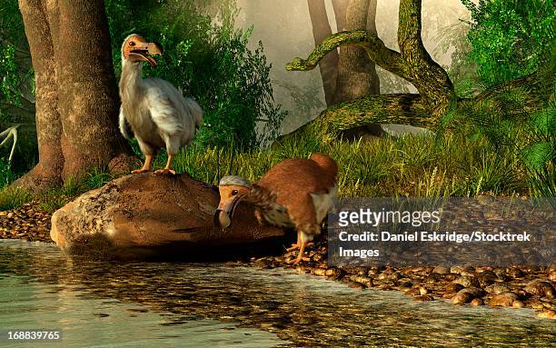 ilustrações, clipart, desenhos animados e ícones de a pair of dodo birds drinking at a river. - arqueologia