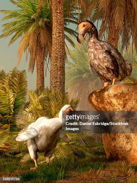 ilustraciones, imágenes clip art, dibujos animados e iconos de stock de a pair of dodo birds play a game of hide-and-seek. - dodo