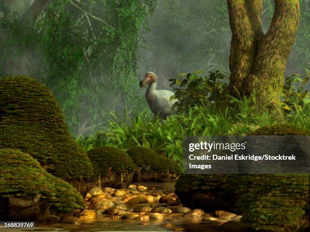 a dodo bird hides in a dense jungle near a stream filled with large mossy boulders. - extinct stock illustrations
