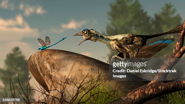 an archaeopteryx stalks a dragonfly on a rock. - prehistoric era stock illustrations