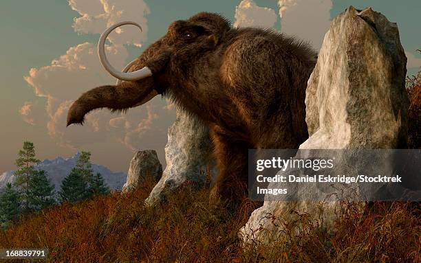 a mammoth standing among stones on a hillside. - holozän stock-grafiken, -clipart, -cartoons und -symbole