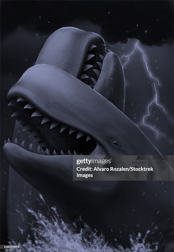 Two male livyatan whales fighting for the right to mate.