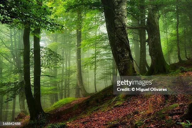 hayedos del saja - cantabria stock pictures, royalty-free photos & images
