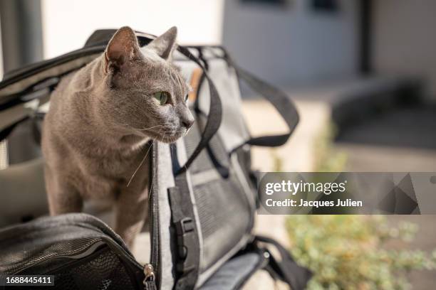 cat traveling in bag - caixa para transporte de animal de estimação imagens e fotografias de stock