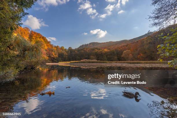 autumn lake calm reflections, colorful forest trees sunset sunlight over mountain foliage. autumn lake on dark background. cloudy sky over autumn lake - white mountain national forest stock pictures, royalty-free photos & images