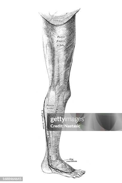 die faszie der unteren extremität auf der außenseite - faszie stock-grafiken, -clipart, -cartoons und -symbole